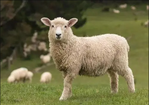 Lông Cừu
